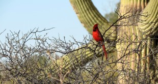 President’s Report – October 2015