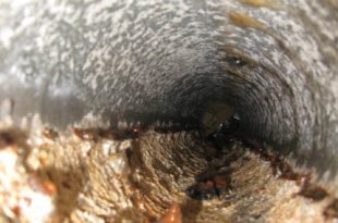 Galvanized Steel Sprinkler Piping